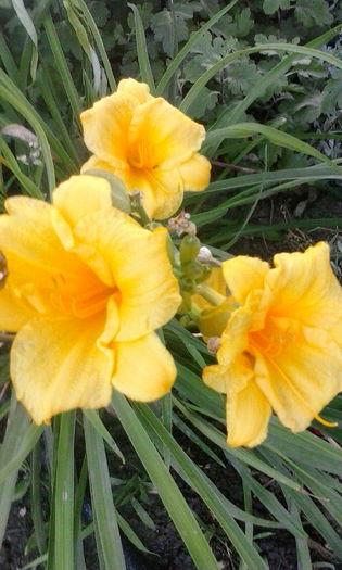 IMG_20150720_202423 - vara 2015