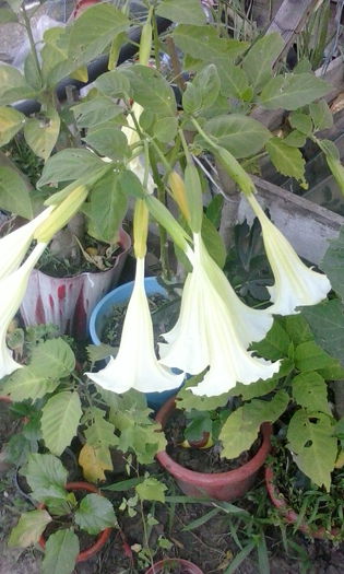 IMG_20150720_202502 - vara 2015