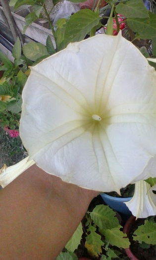 IMG_20150720_202515 - vara 2015