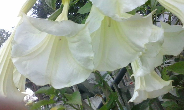 IMG_20150720_202525 - vara 2015