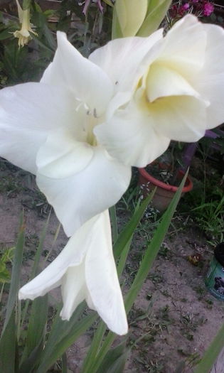 IMG_20150720_202612 - vara 2015