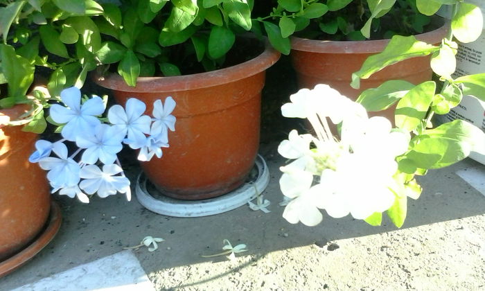 IMG_20150721_073348 - vara 2015