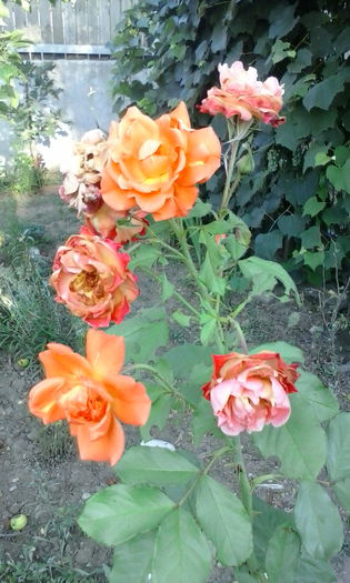 IMG_20150721_073446 - vara 2015