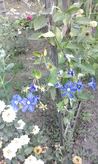 IMG_20150721_073528 - vara 2015