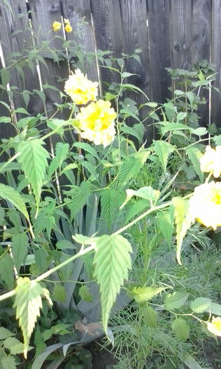 IMG_20150721_073624 - vara 2015