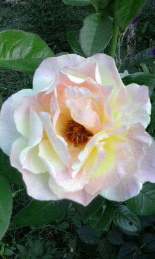 IMG_20150721_073715 - vara 2015