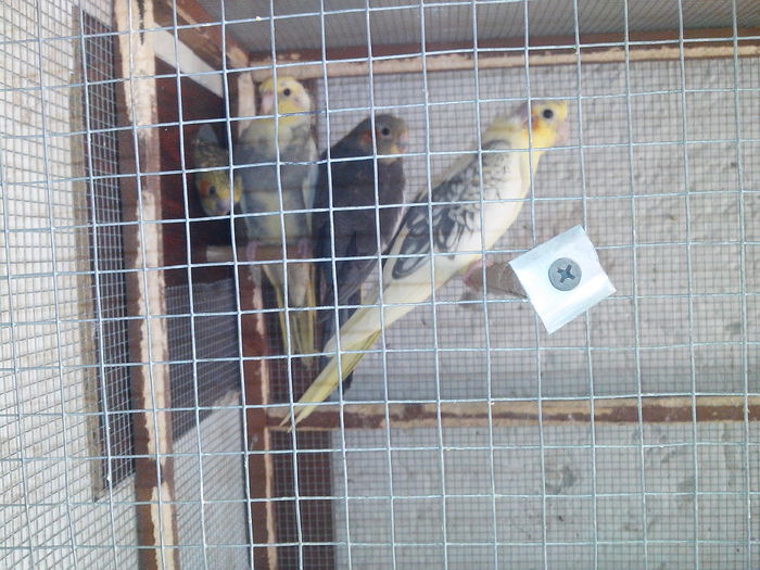 Am crescut (30.07.2015)