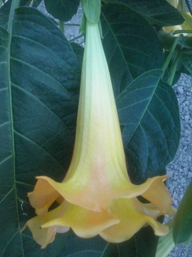 10 - Brugmansia de vanzare-momentan epuizate