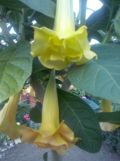 1 - Brugmansia de vanzare-momentan epuizate