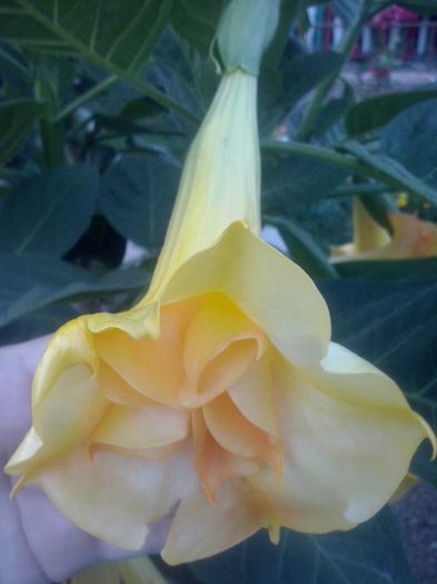 5 - Brugmansia de vanzare-momentan epuizate