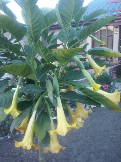 7 - Brugmansia de vanzare-momentan epuizate