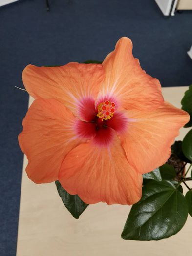 Floare imensa - Hibiscus 2015