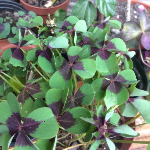 image - Oxalis