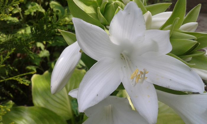 20150731_112820 - dragostea  de natura