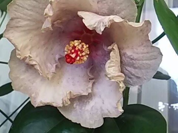 white diamond del la dianadia - Hibiscusi