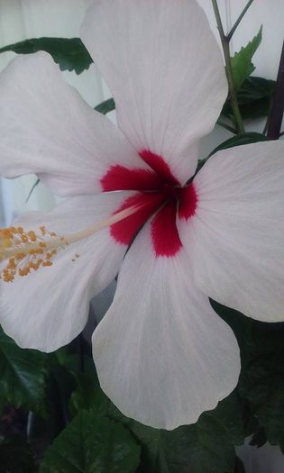 11805901_1182531555105743_833818568_n - Hibiscusi