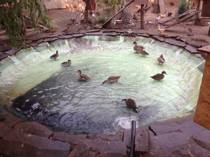  - RATE EXOTICE-exotic ducks