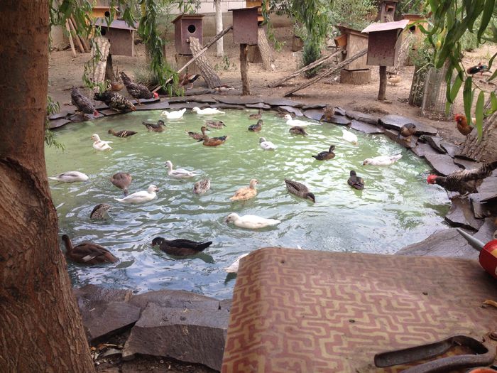 Apa curata - RATE EXOTICE-exotic ducks