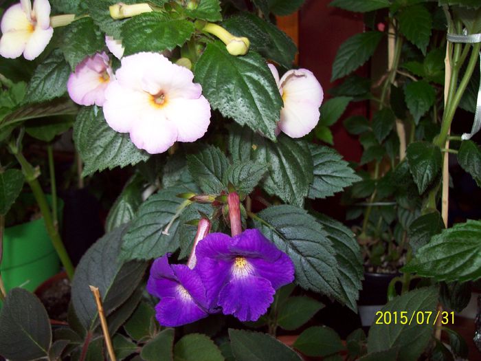 103_4905 - Achimenes 2015