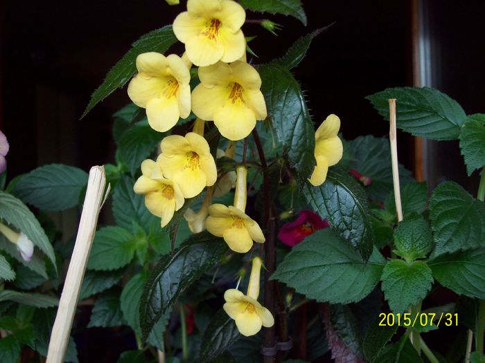 103_4891 - Achimenes 2015