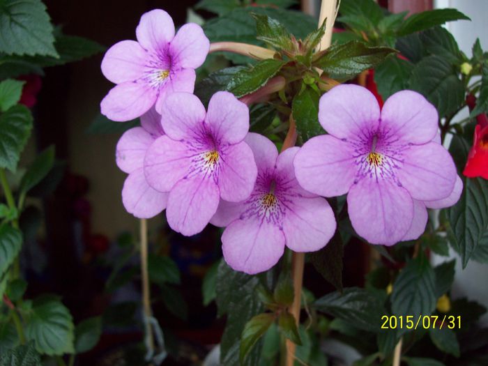 103_4892 - Achimenes 2015