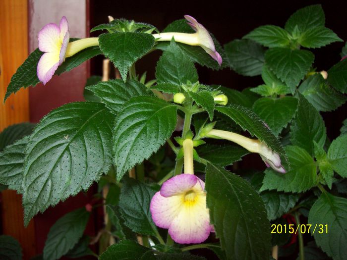 103_4894 - Achimenes 2015