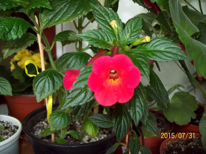 103_4895 - Achimenes 2015