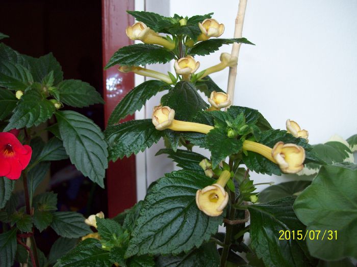 103_4897 - Achimenes 2015