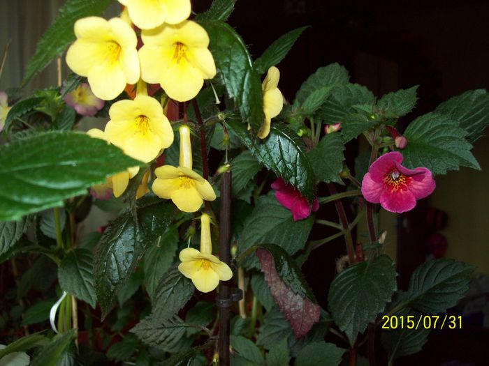 103_4899 - Achimenes 2015