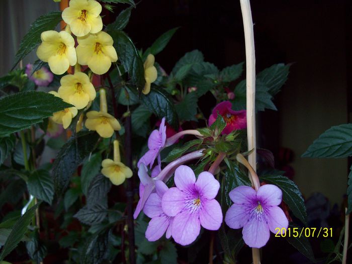 103_4900 - Achimenes 2015