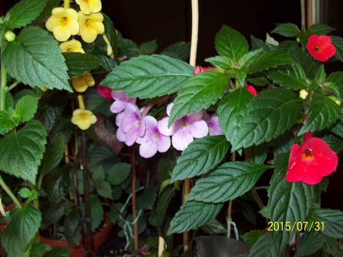 103_4901 - Achimenes 2015