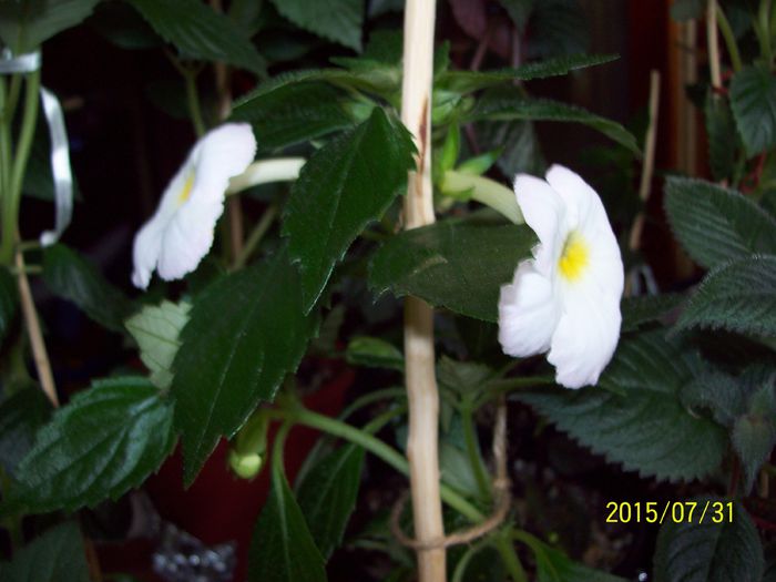 103_4903 - Achimenes 2015