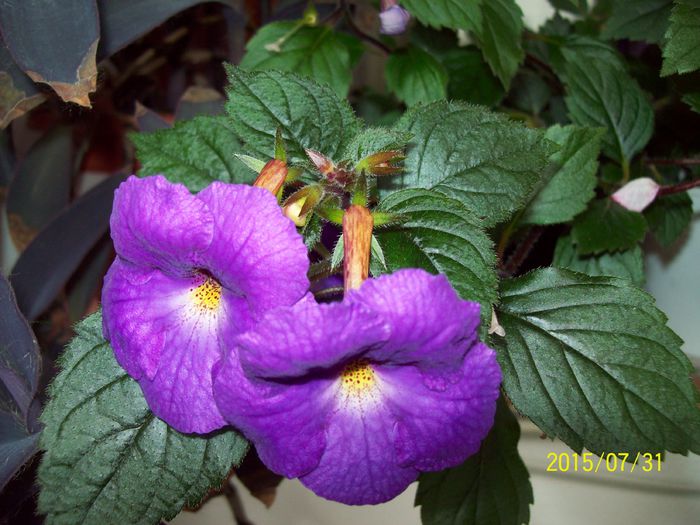 103_4904 - Achimenes 2015