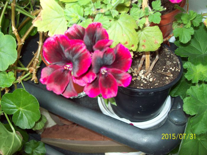 103_4889 - Muscate 2015-2016