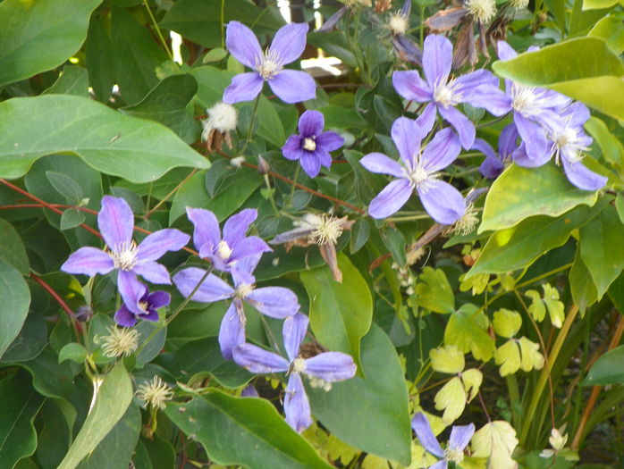 Arabella - Clematite 2015