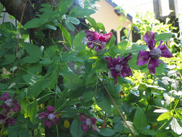 Purpurea Plena Elegance
