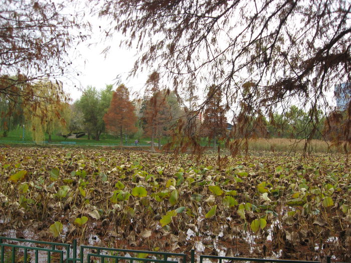 parcul Circului - Bucuresti 15a