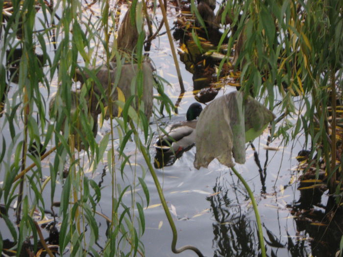 lacul cu izvoare naturale cresc lotusi egipteni - Bucuresti 15a