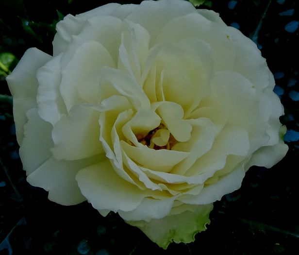 DSC01087