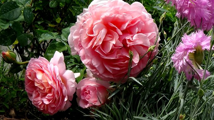 Abraham Darby - TRANDAFIRI 2015 I