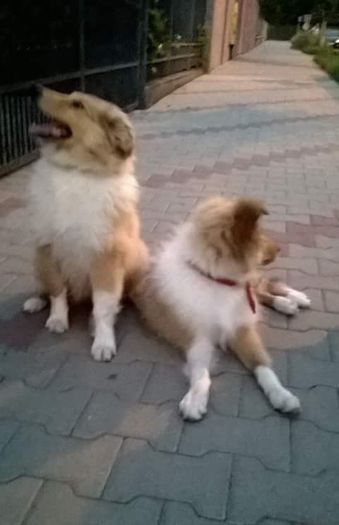 2 din puii lui Lisa la 3 luni