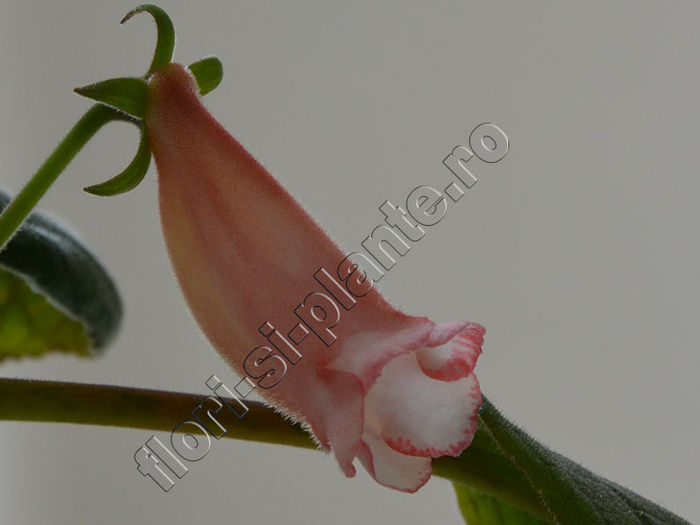 New 2015 - Sinningia Luci s Silky - GLOXINIA_SINNINGIA - Hibrizii mei -My hybrids