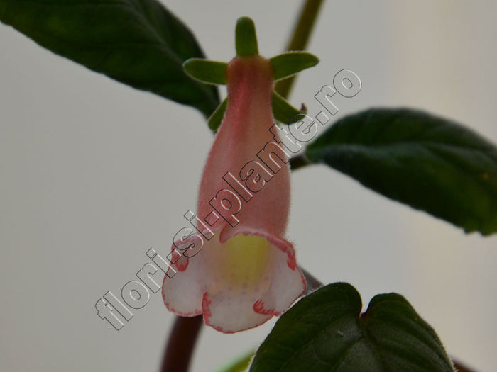 New 2015 - Sinningia Luci s Silky - GLOXINIA_SINNINGIA - Hibrizii mei -My hybrids