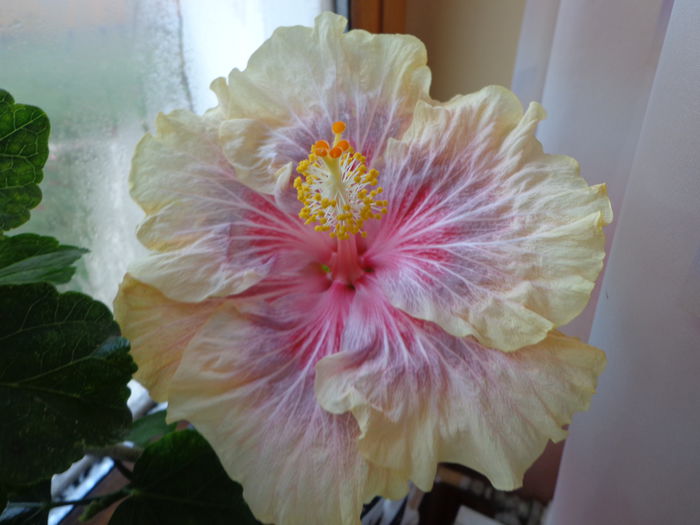 066 - HIBISCUS BARRY SCHLUETER