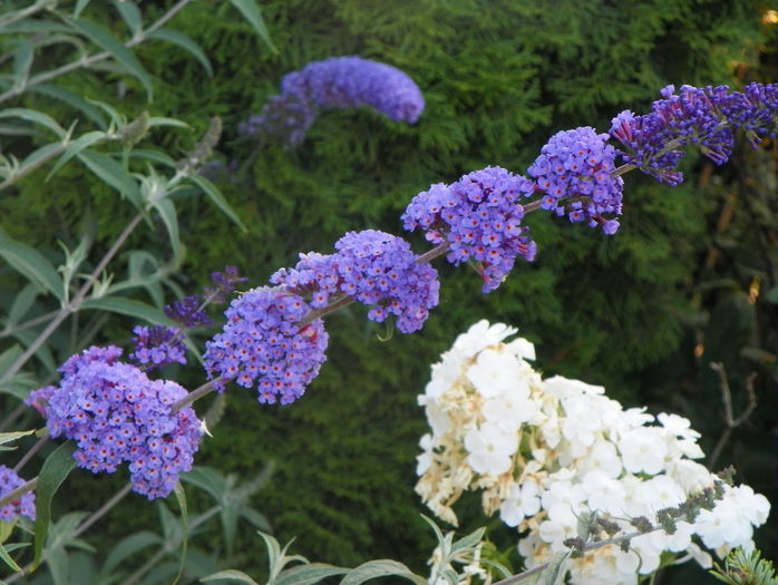 buddleja Blue Empire