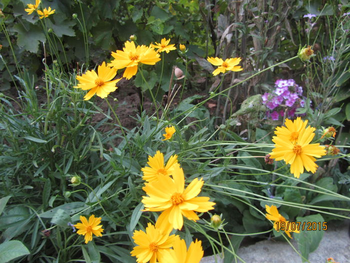 Sora - 08-O minunatie de floare-Coreopsis Zagreb