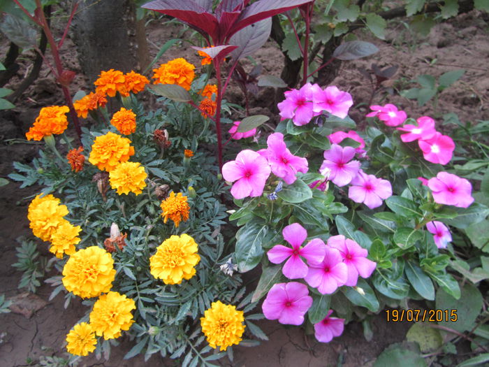 IMG_0241 - Flori de gradina-2015Vara