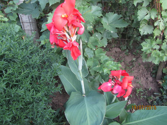 IMG_0242 - Flori de gradina-2015Vara