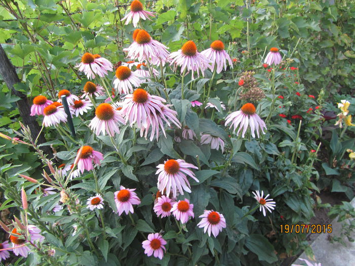 IMG_0244 - Flori de gradina-2015Vara