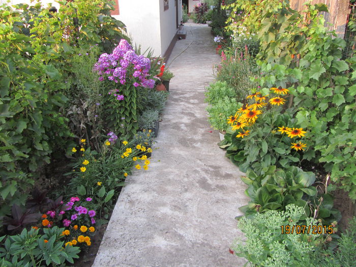 IMG_0245 - Flori de gradina-2015Vara